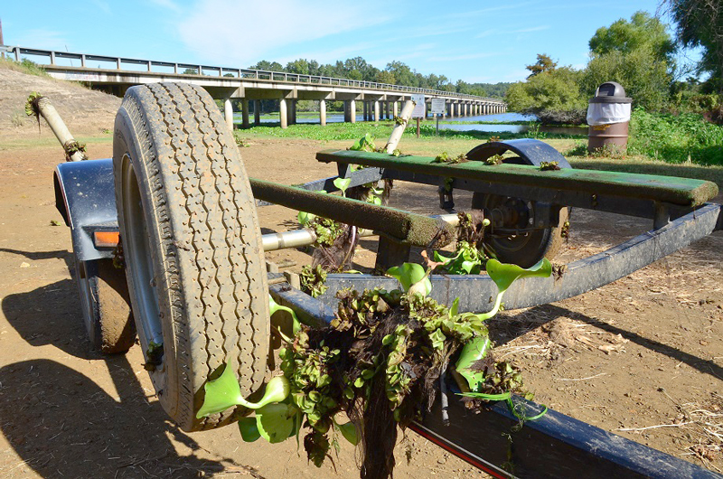 Due to the thick mats it forms, giant salvinia can make fishing, boating, swimming, and other water recreation nearly impossible. Photo by the Texas Parks and Wildlife Department