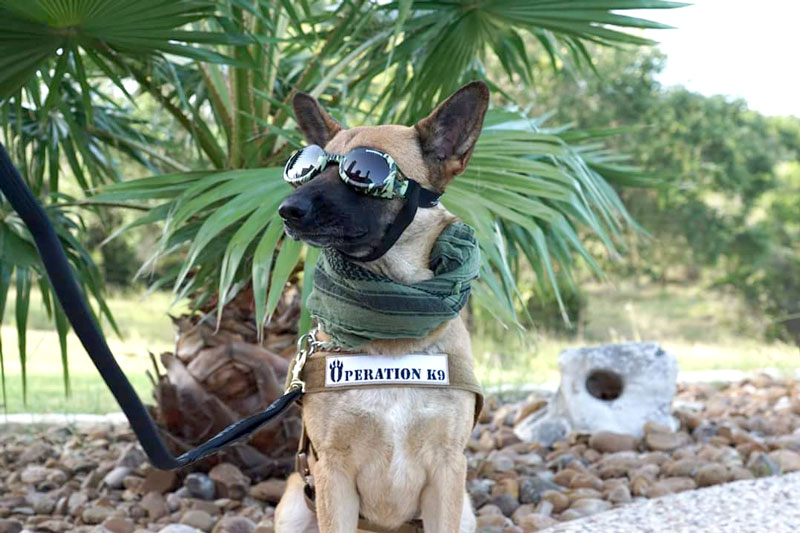 Operation K9 service dog
