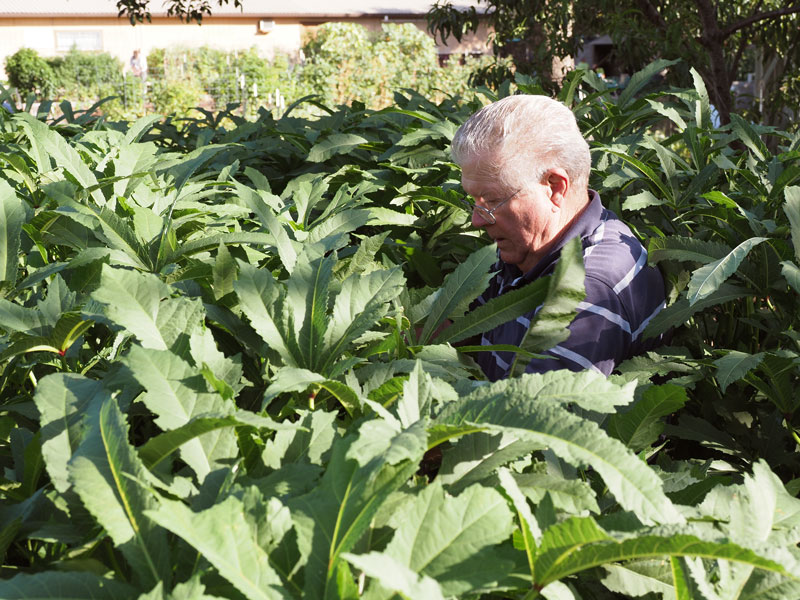 The Helping Center garden
