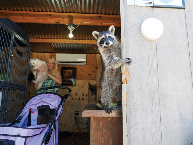 Cynthia Stogner and her raccoons