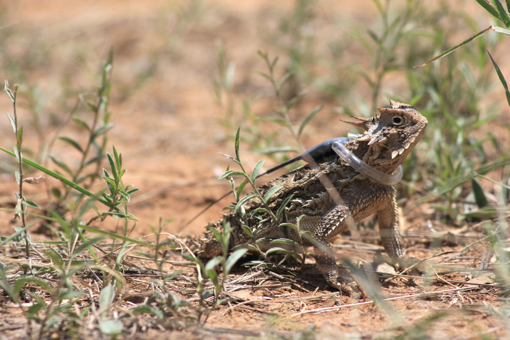 Texas horned lizard