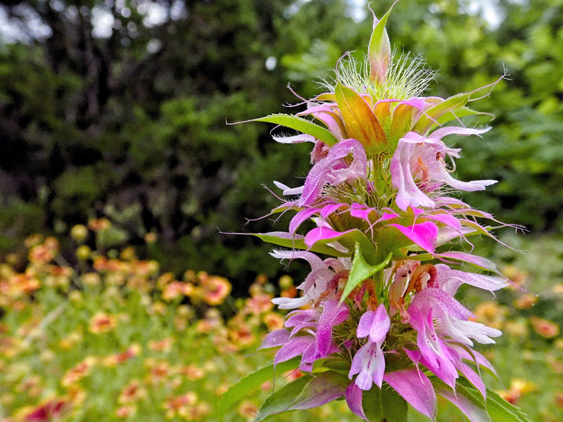 Horse mint