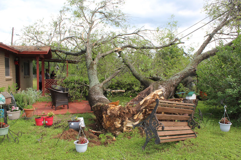 Tree falls near home in Marble Falls