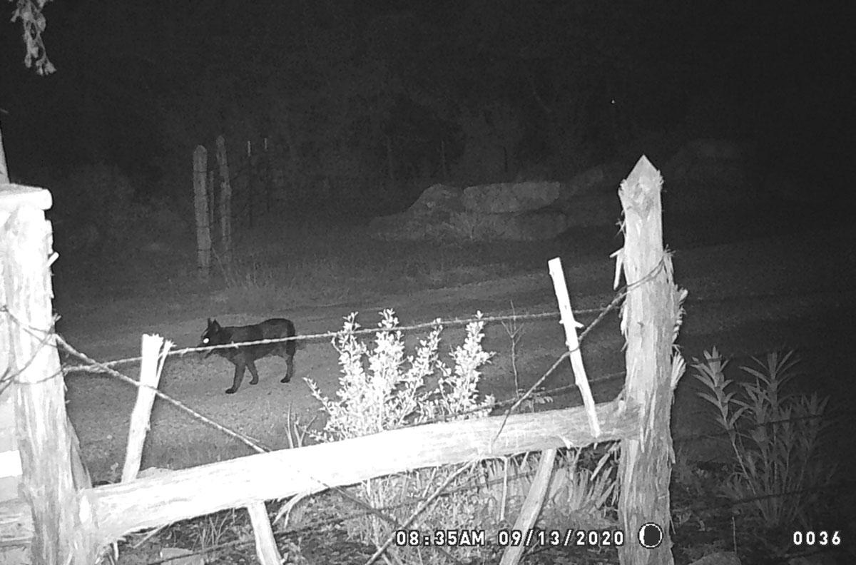 Axle the dog caught on game camera