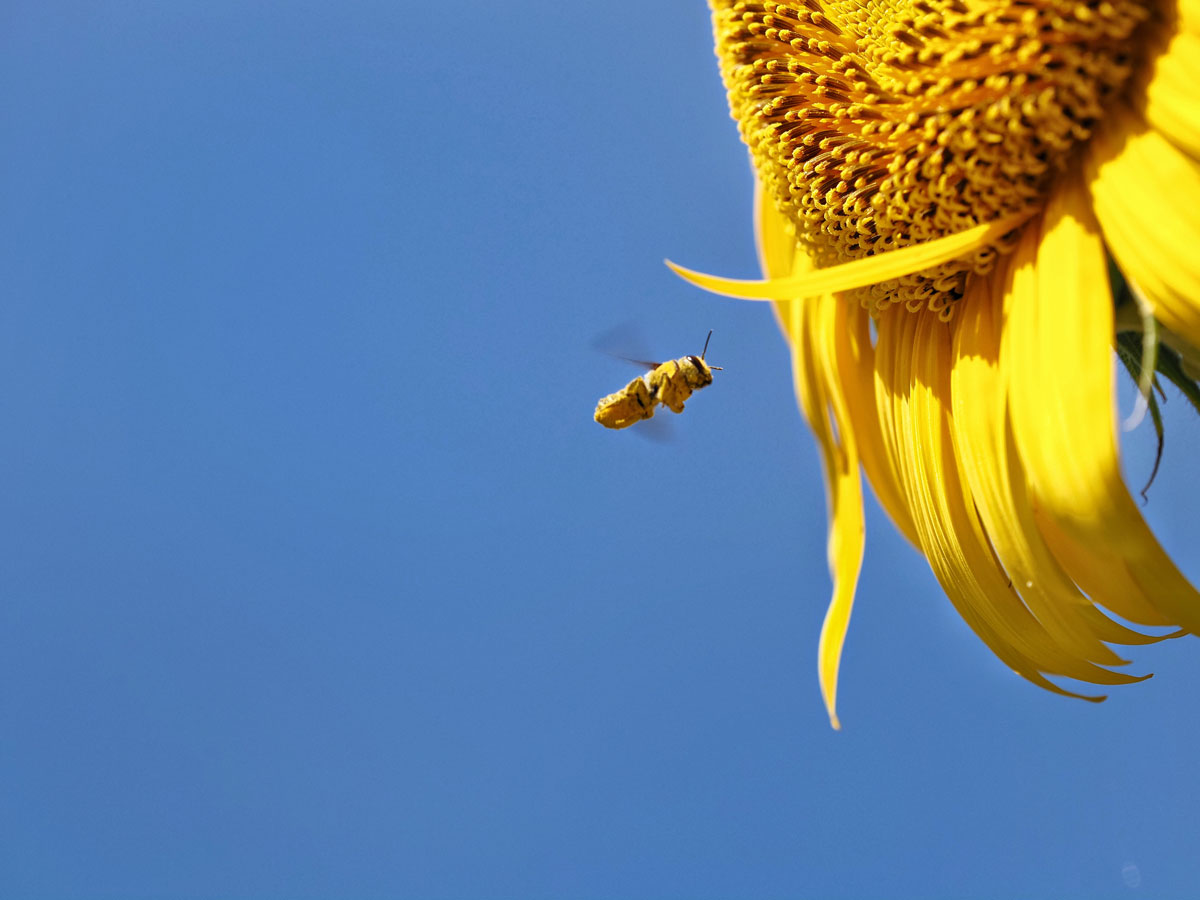 Bee buzzing around sunflower