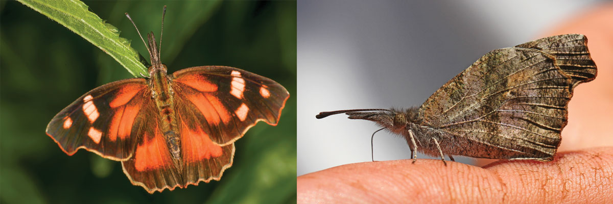American snout butterfly