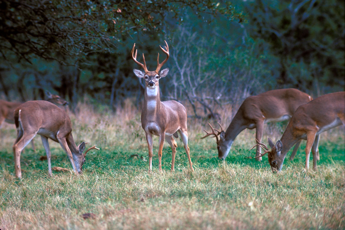 General deer season begins Nov. 7, 2020