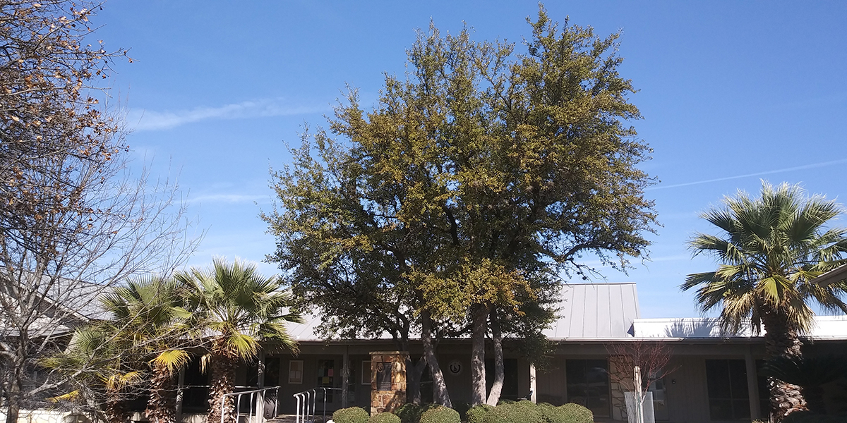 Horseshoe Bay oak wilt prevention