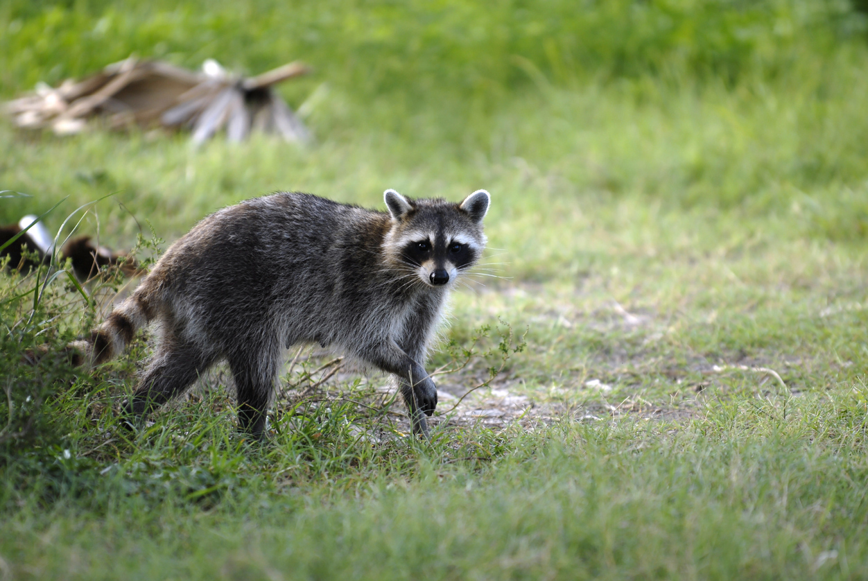 raccoon
