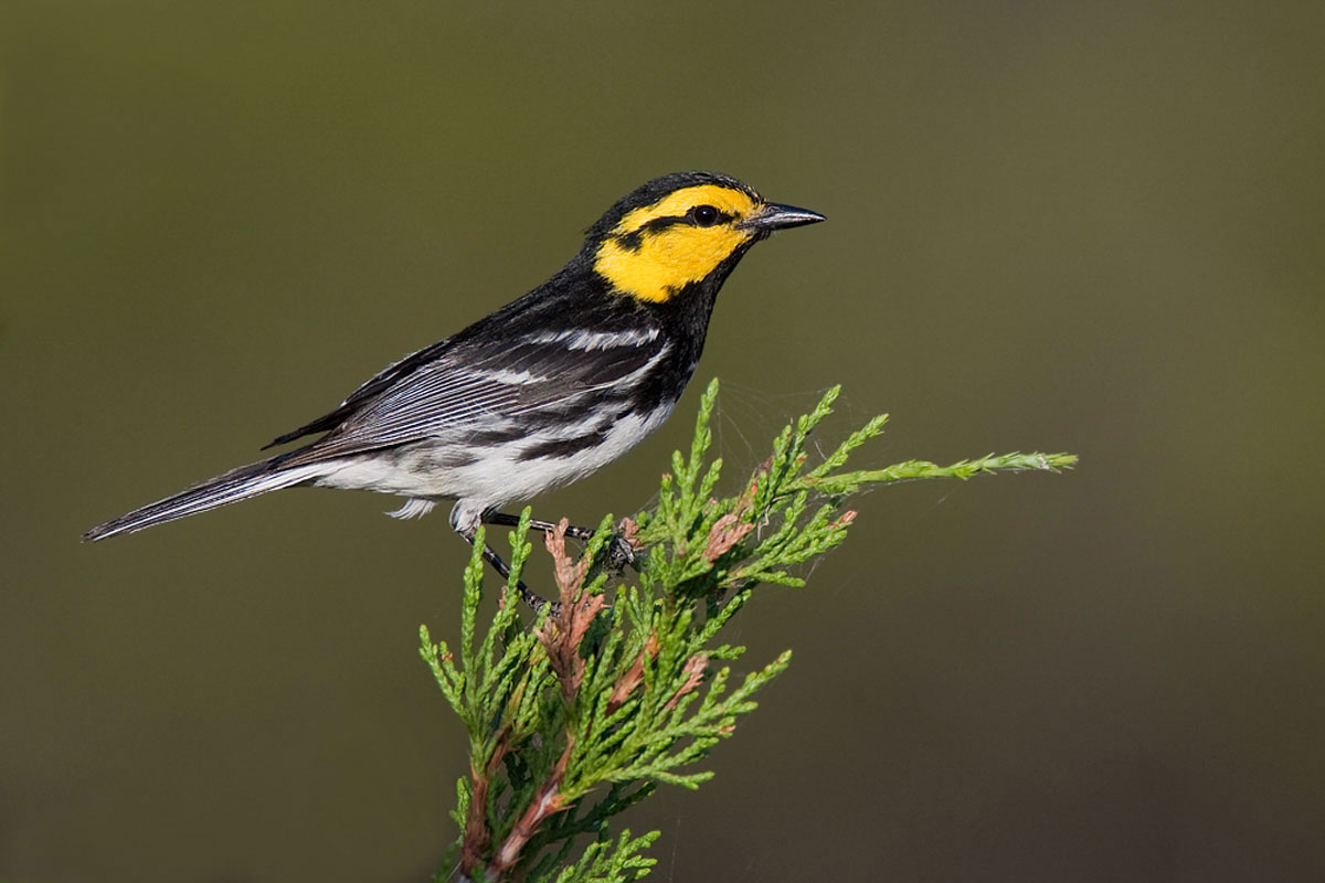 Golden-cheeked warbler