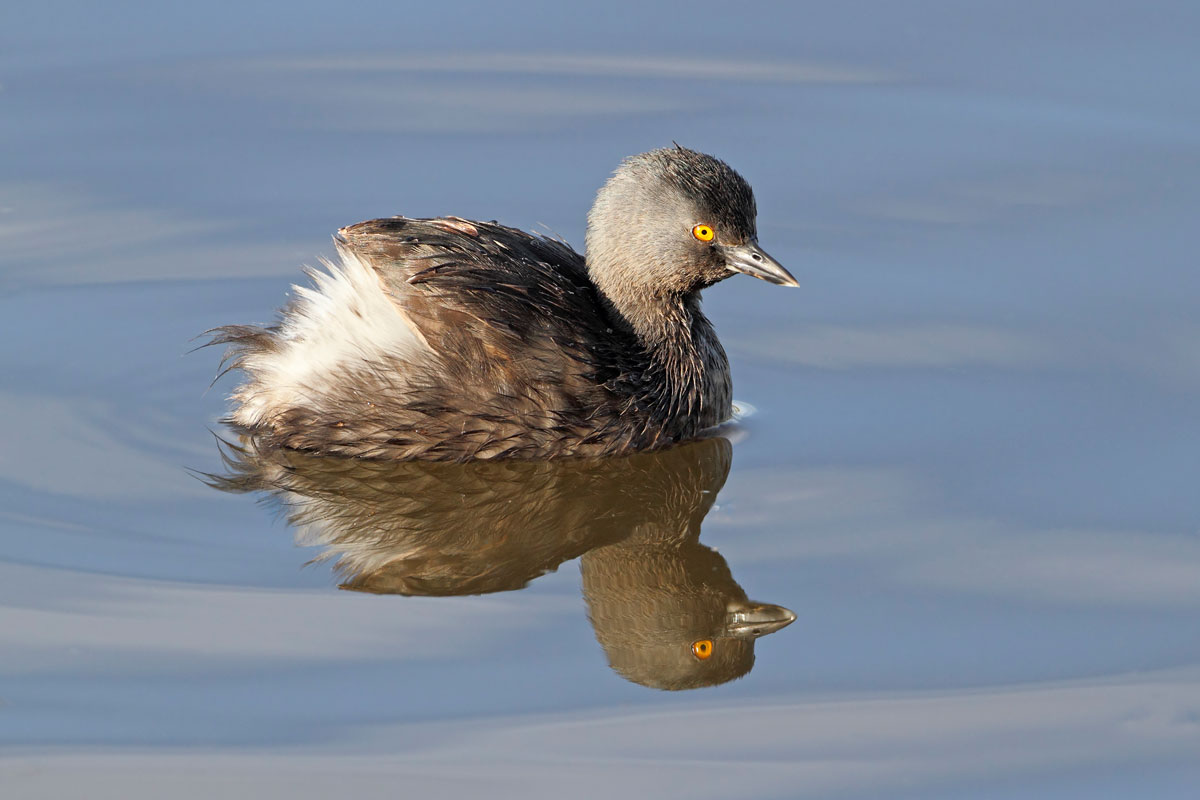 Least grebe