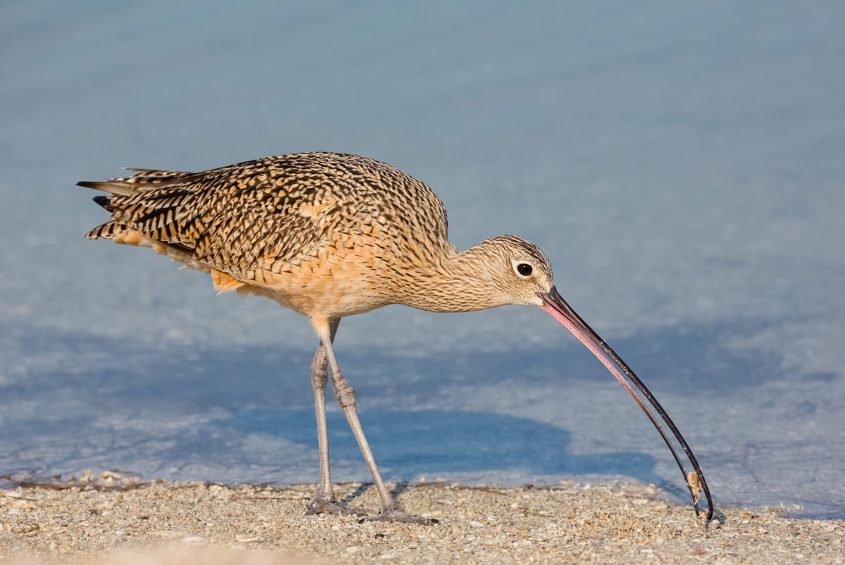 Long-billed curlew