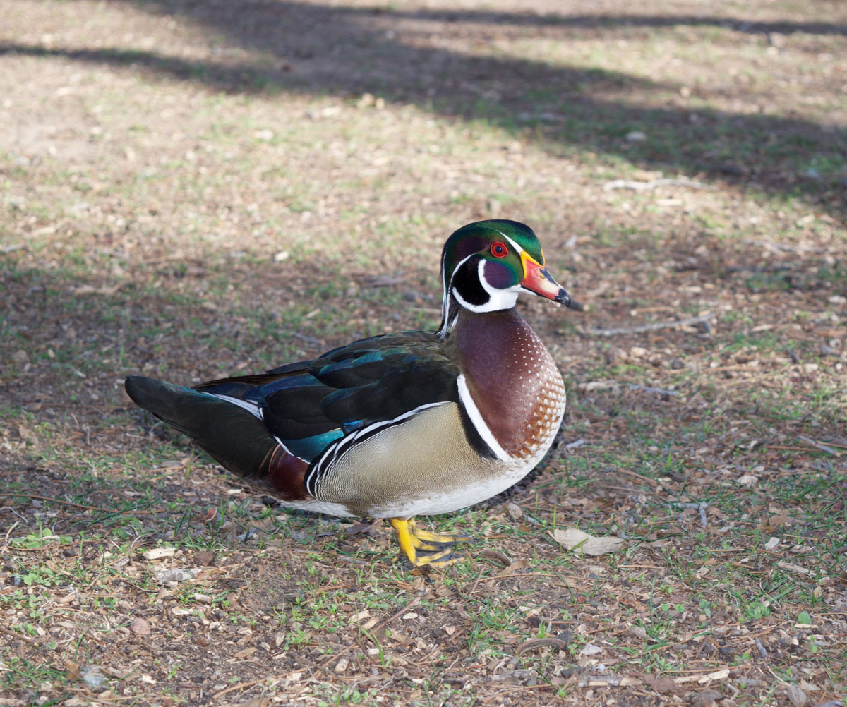 Woodie the wood duck in Marble Falls