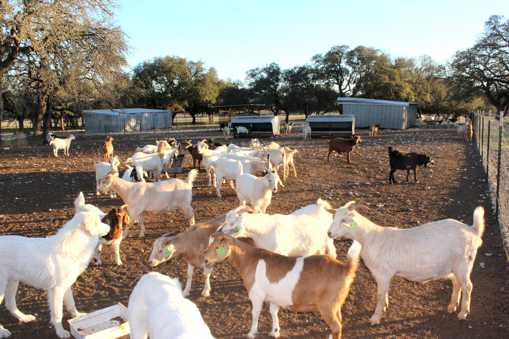 Evans Livestock in Burnet County
