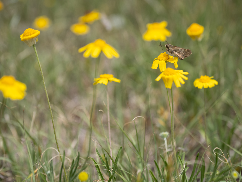 Take the Texas City Nature Challenge