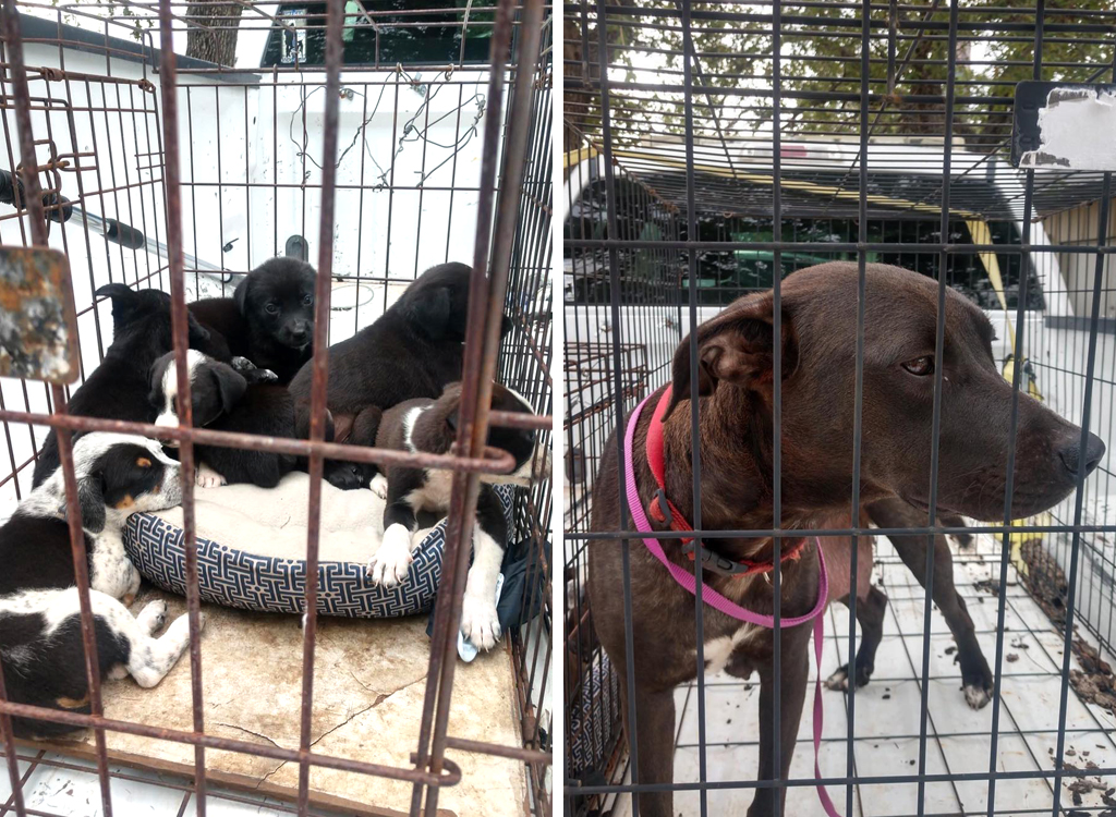 Mother dog and puppies dumped in Burnet