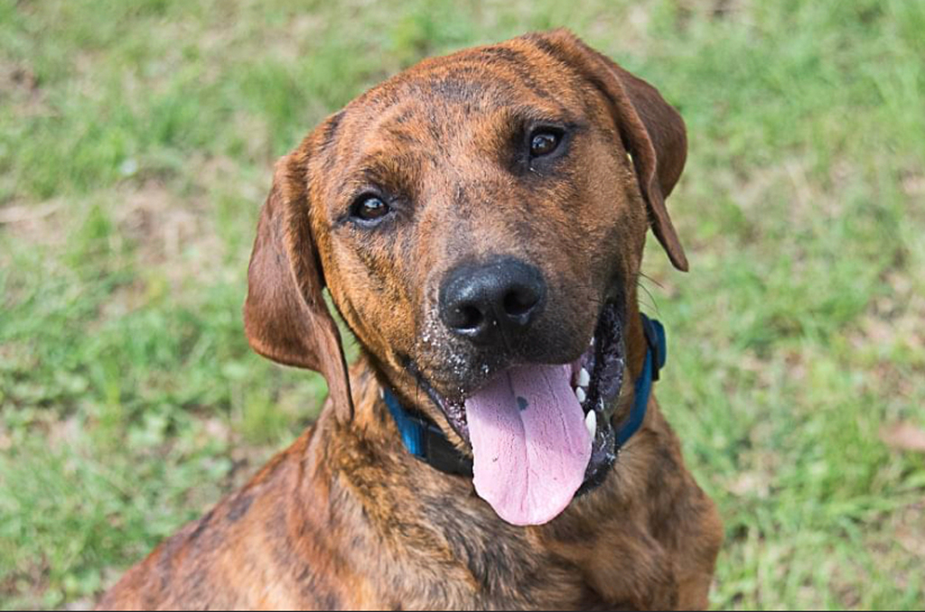 Roy will be trained by K9s for Warriors