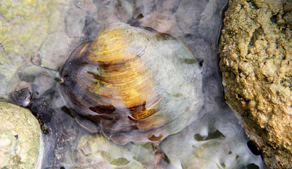 Texas pimpleback mussel