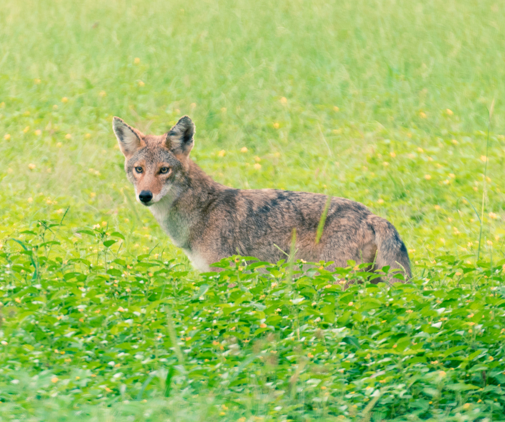 Coyote in Texas field