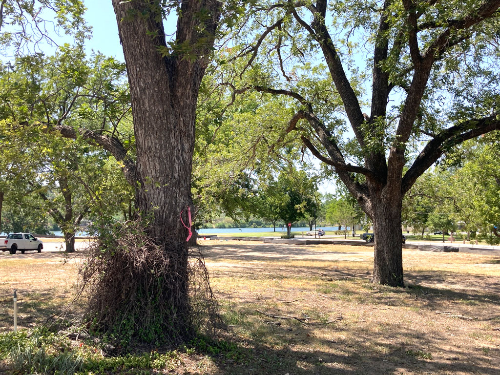 Trees marked to be cut down near Lakeside Park in Marble Falls