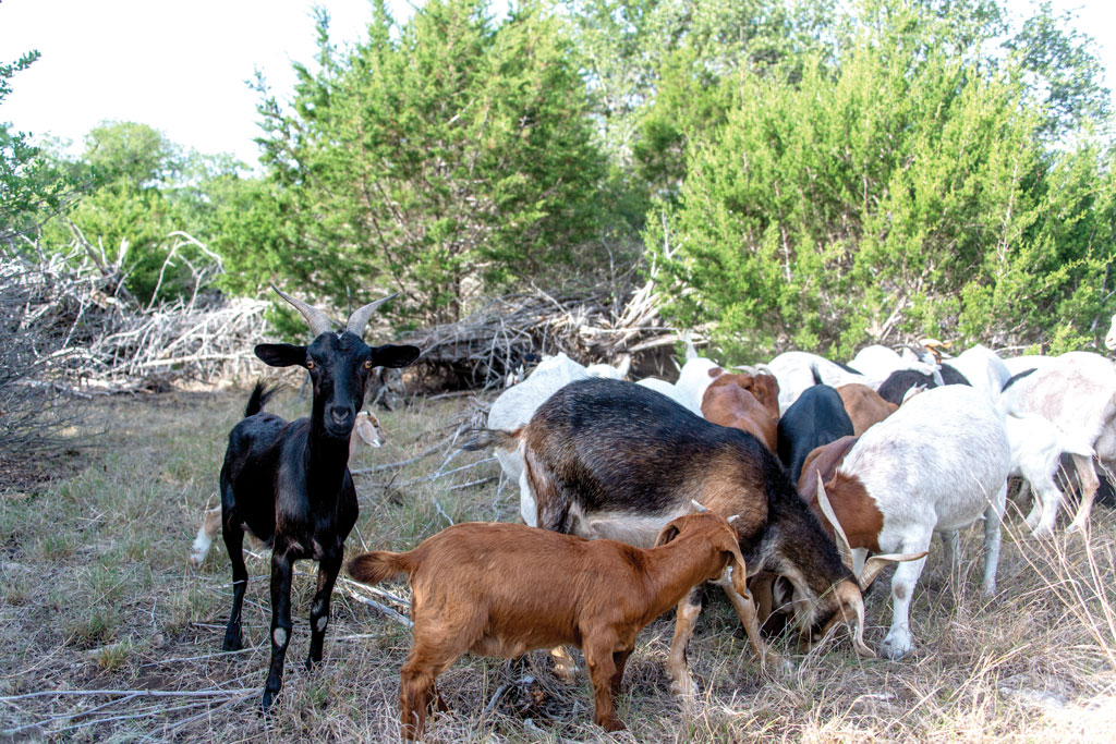 Goats On The Go in Burnet