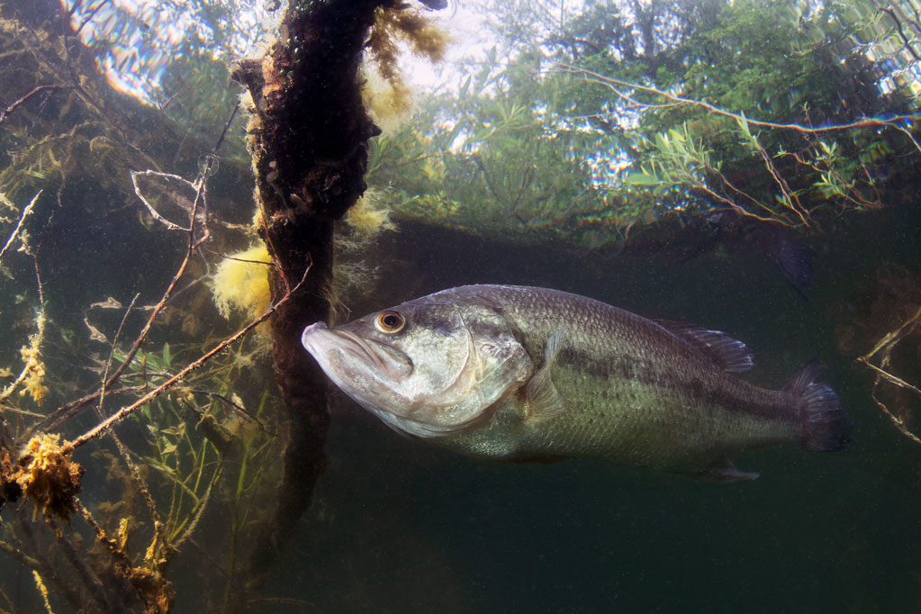 largemouth bass
