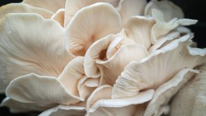 Snow oyster mushroom