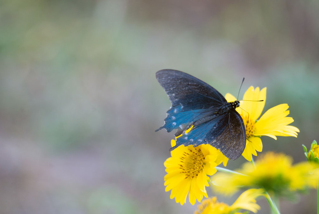butterfly on flower