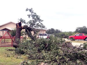 Fallen tree in Granite Shoals