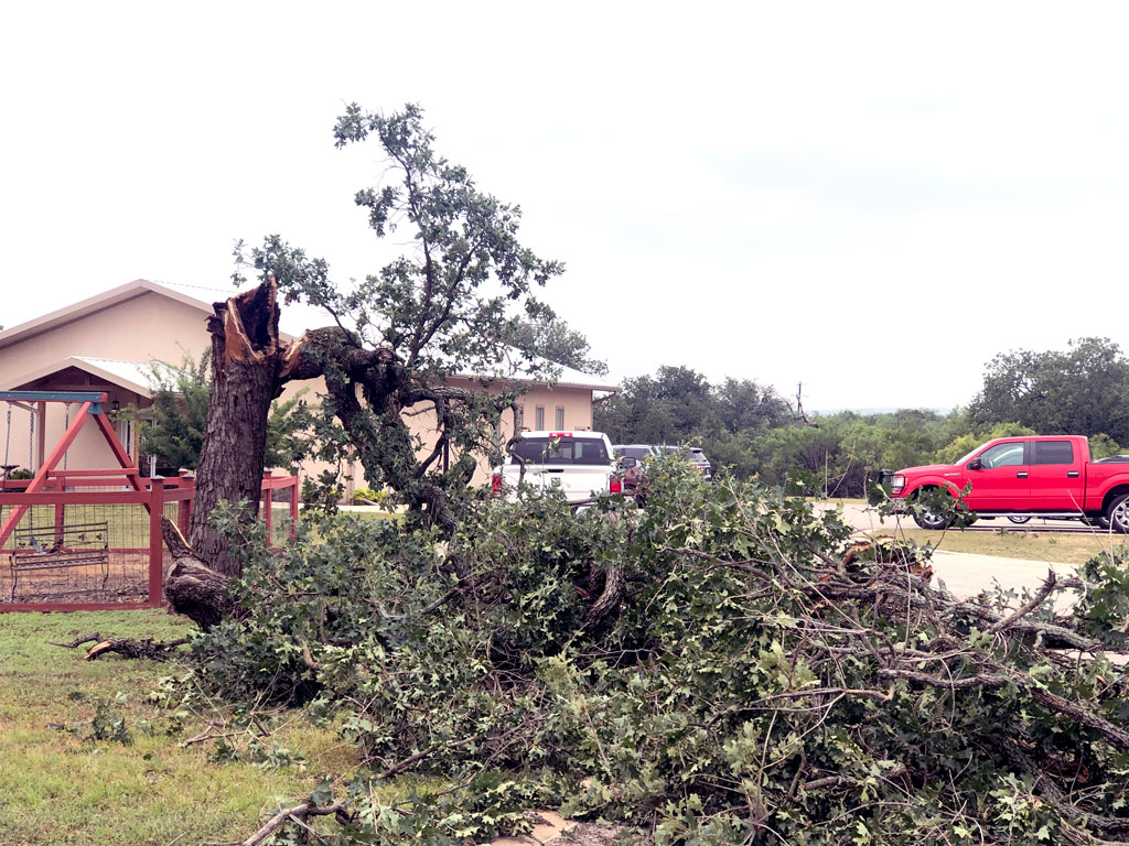 Fallen tree in Granite Shoals