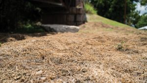 Dead hydrilla on the ground