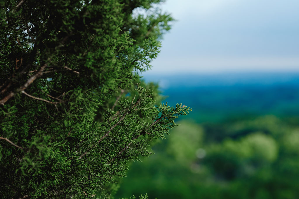 Ashe juniper