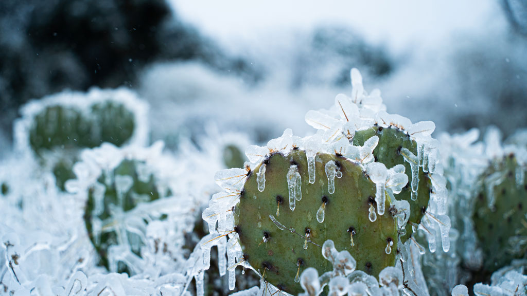 frozen prickly pear cactus in Central Texas