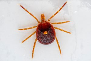 Lone Star tick, female