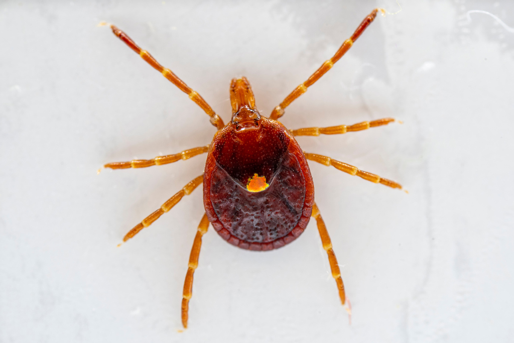 Lone Star tick, female