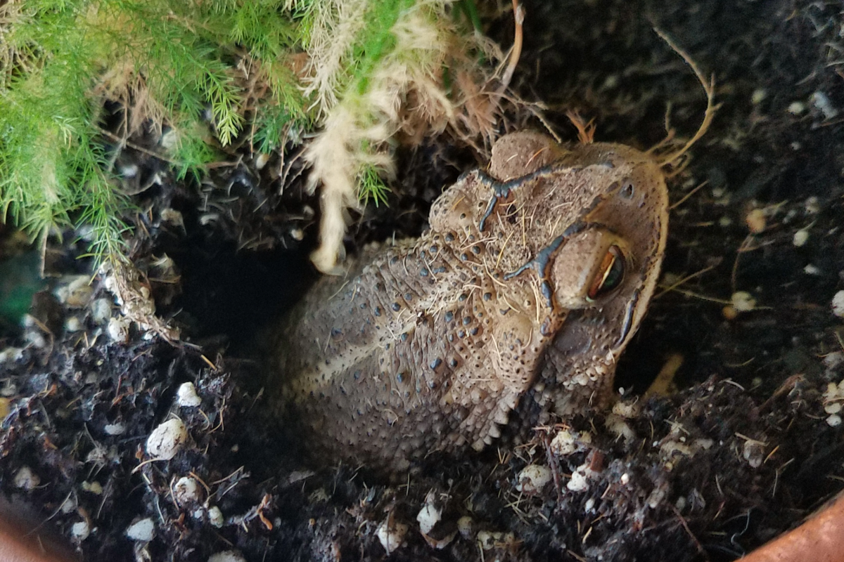 Adventures of Frog and Toad: Tailless amphibians at home in the