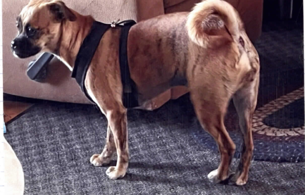 PRECIOUS NEEDS TO BE RE-HOMED: Owner has medical problems.