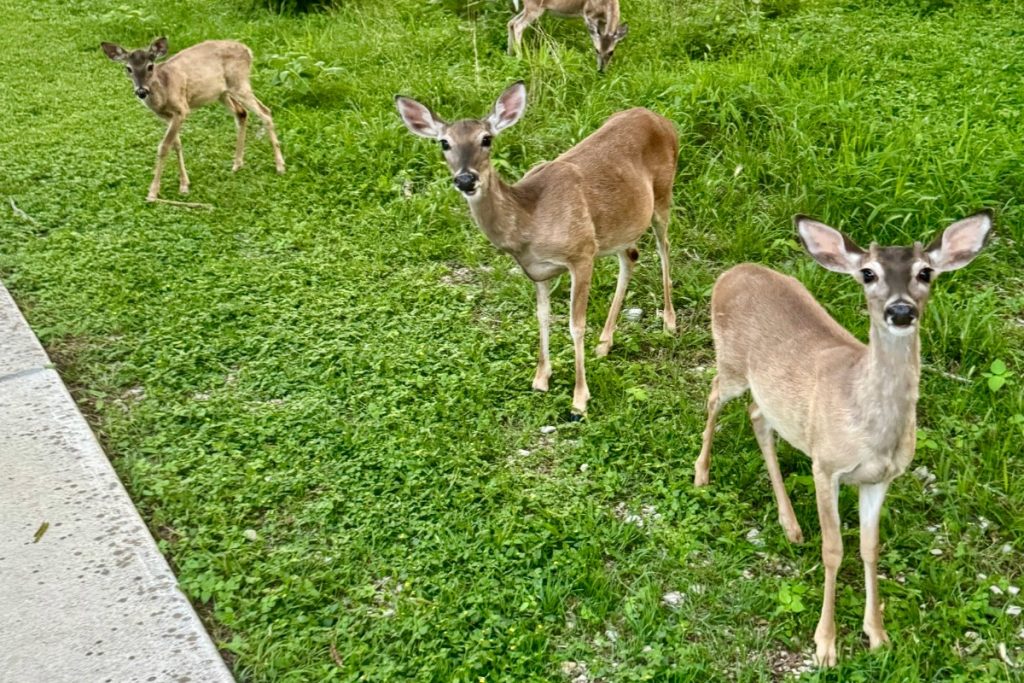 Deer in Granite Shoals