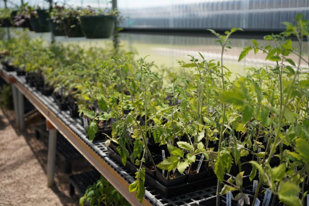 plants in greenhouse