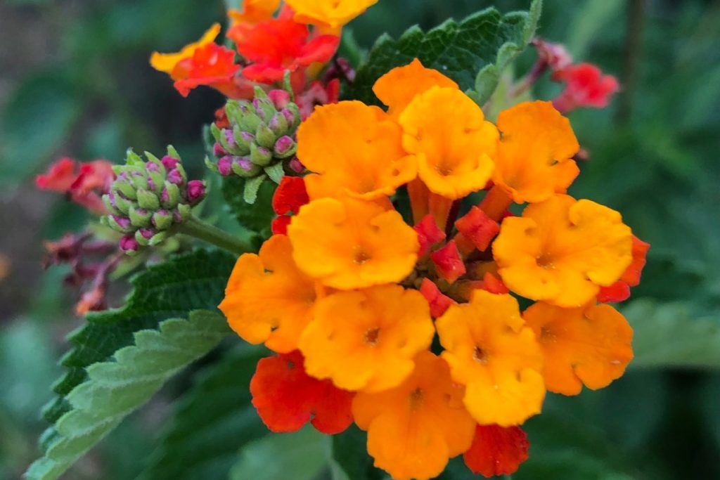 Texas Lantana