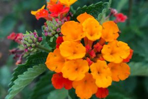 Texas Lantana