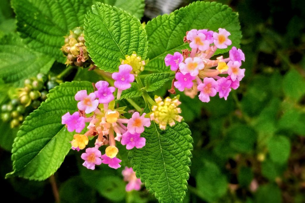 Lantana camara