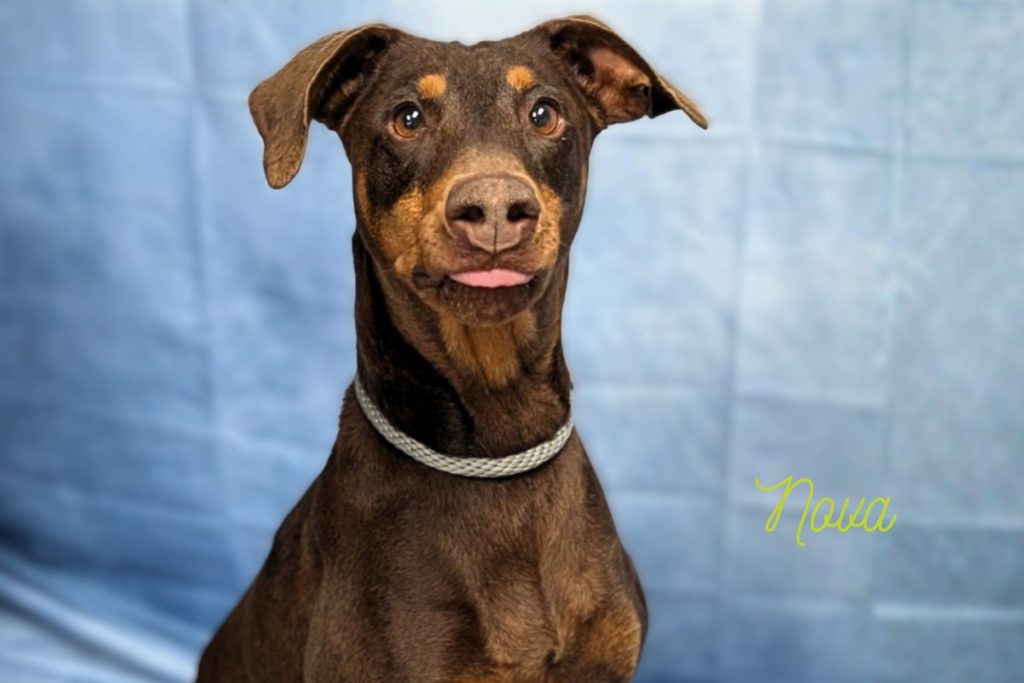 One of Hill Country Humane Society’s adoptable dogs, Nova. HCHS photo