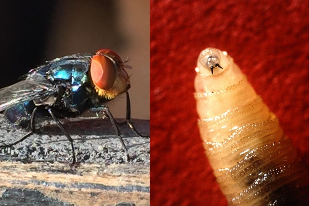 New World screwworm