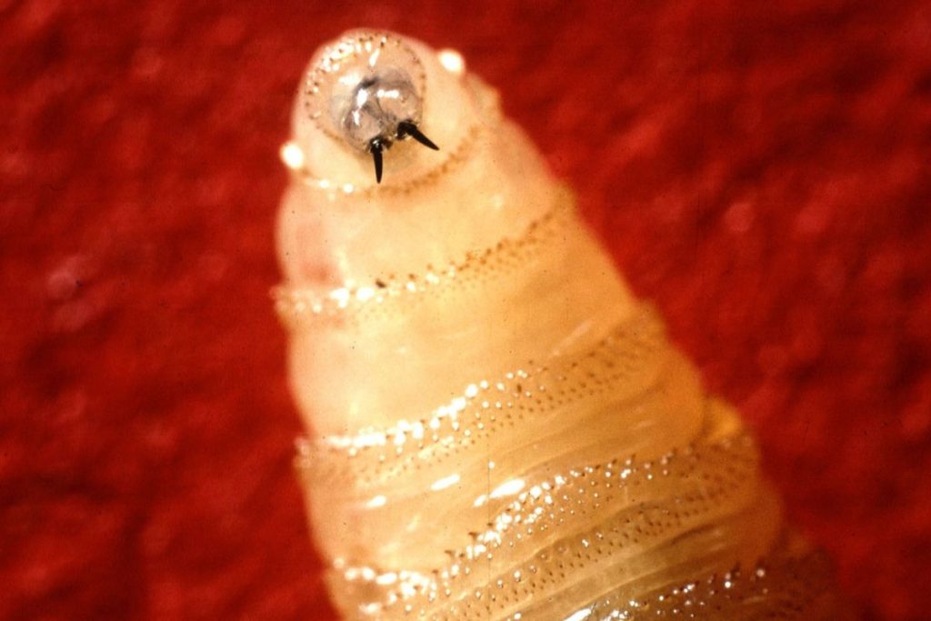 New World screwworm